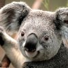 Koala Gris